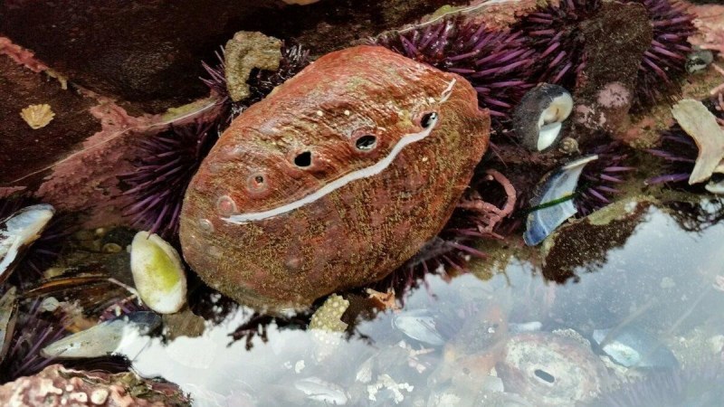 Морское ушко брюхоногий моллюск