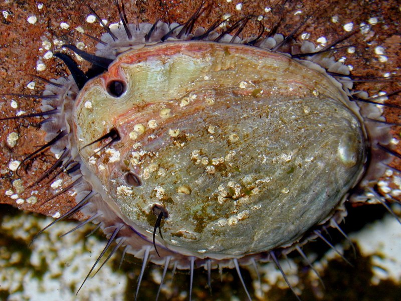 Abalone моллюск