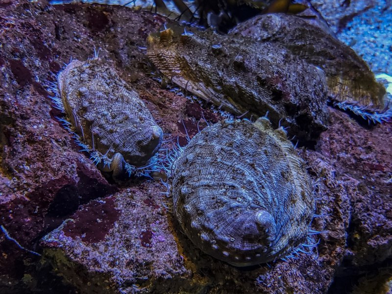 Морски́е у́шки
