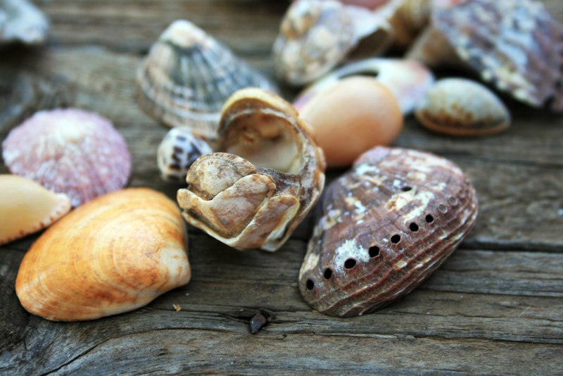Морские ушки абалон