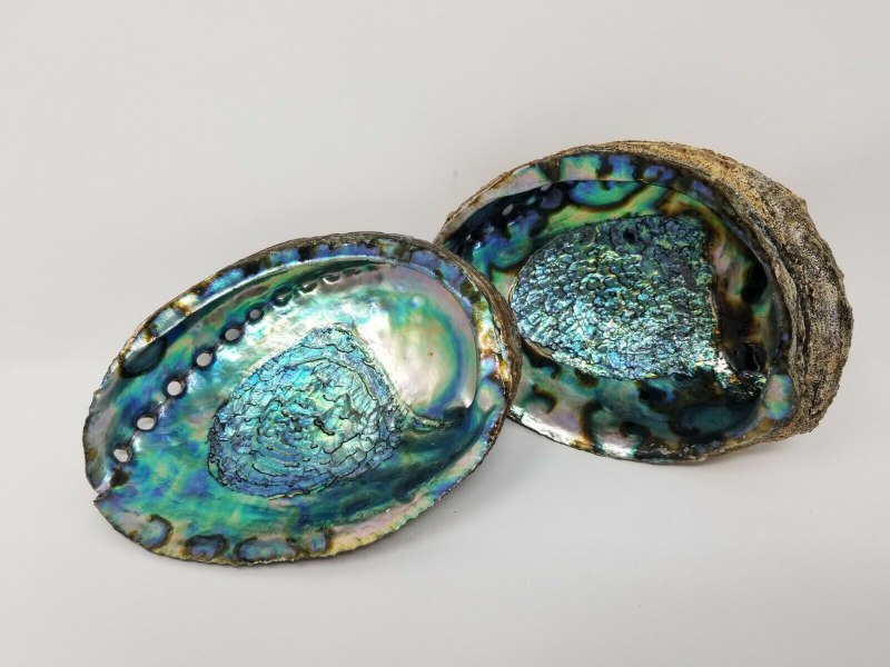 Abalone гелиотис
