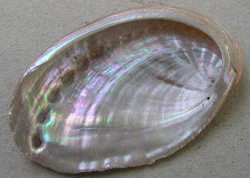 Haliotis tuberculata