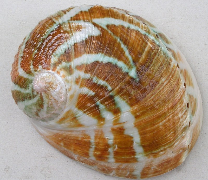 Abalone моллюск