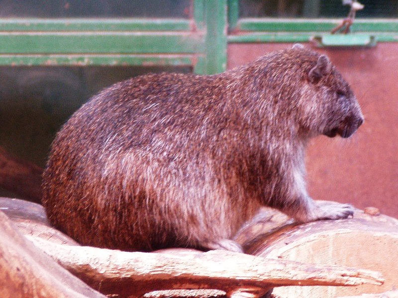 Capromys melanurus