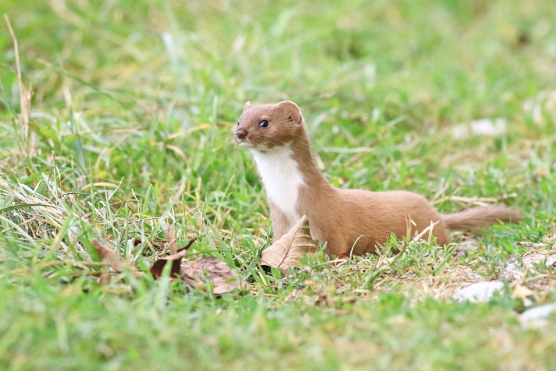 Mustela nivalis