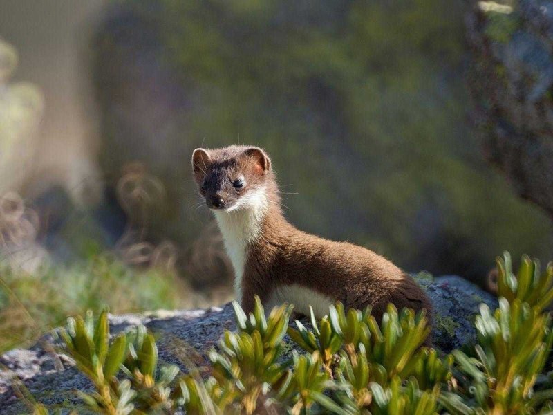 Горностай (Mustela erminea)