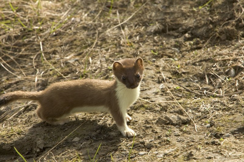 Горностай (Mustela erminea)