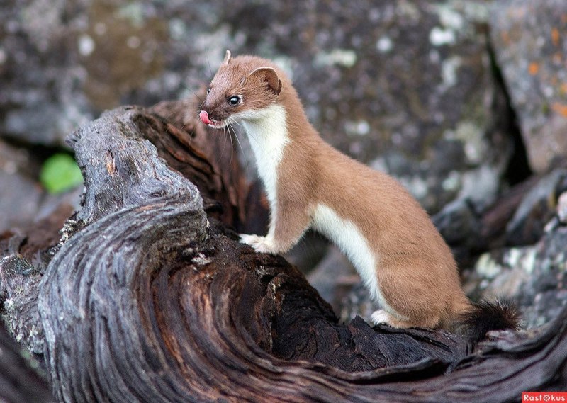 Горностай (Mustela erminea)