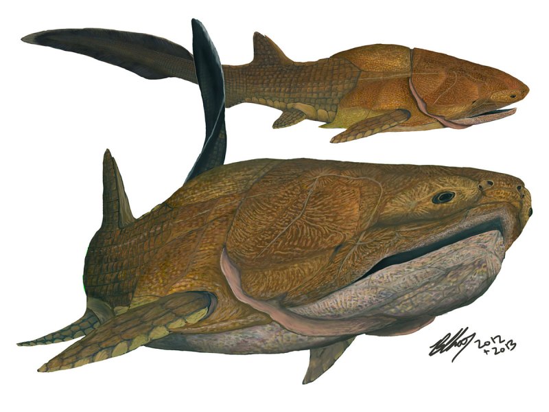 Entelognathus primordialis