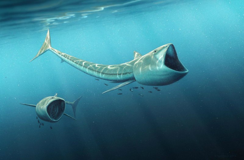 Rhinconichthys taylori