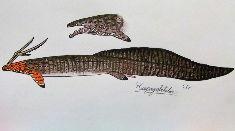 Chondrenchelys problematica рыба