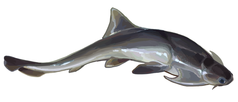 Phlyctaenius