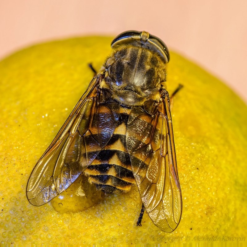 Слепень бычий Tabanus bovinus