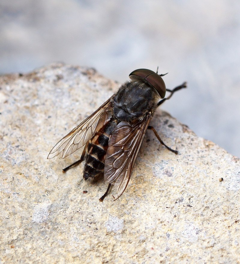 Слепень бычий Tabanus bovinus