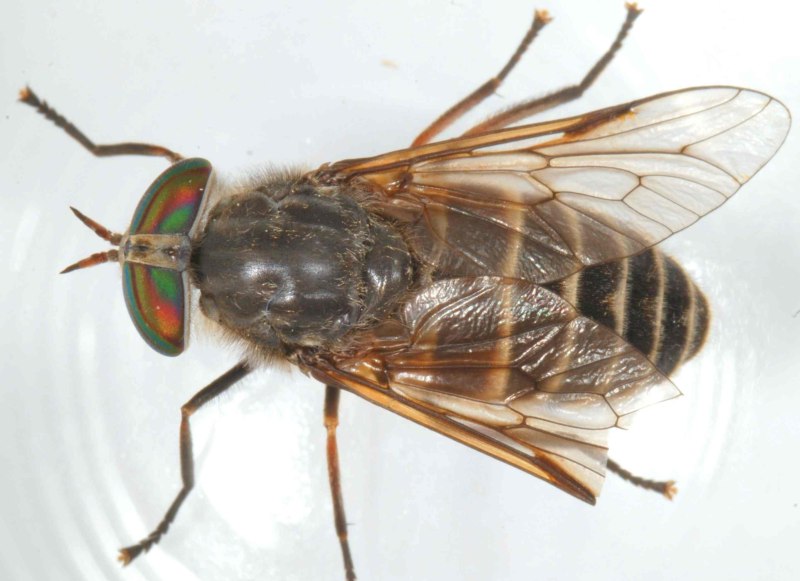 Слепень бычий Tabanus bovinus