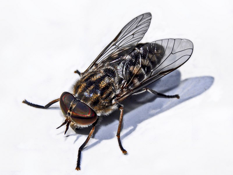 Слепень Tabanus