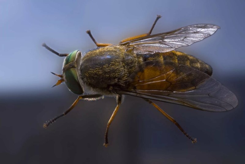Слепень бычий Tabanus bovinus