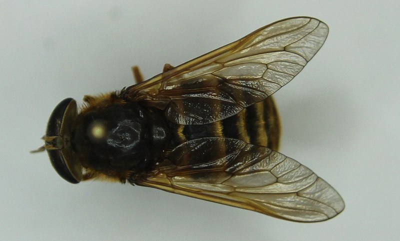 Слепень полуденный Hybomitra bimaculata