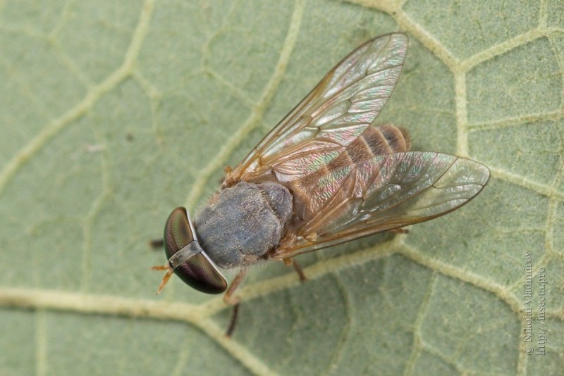 Слепни (Tabanidae)