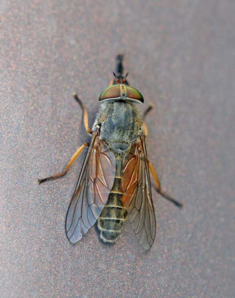 Hybomitra bimaculata