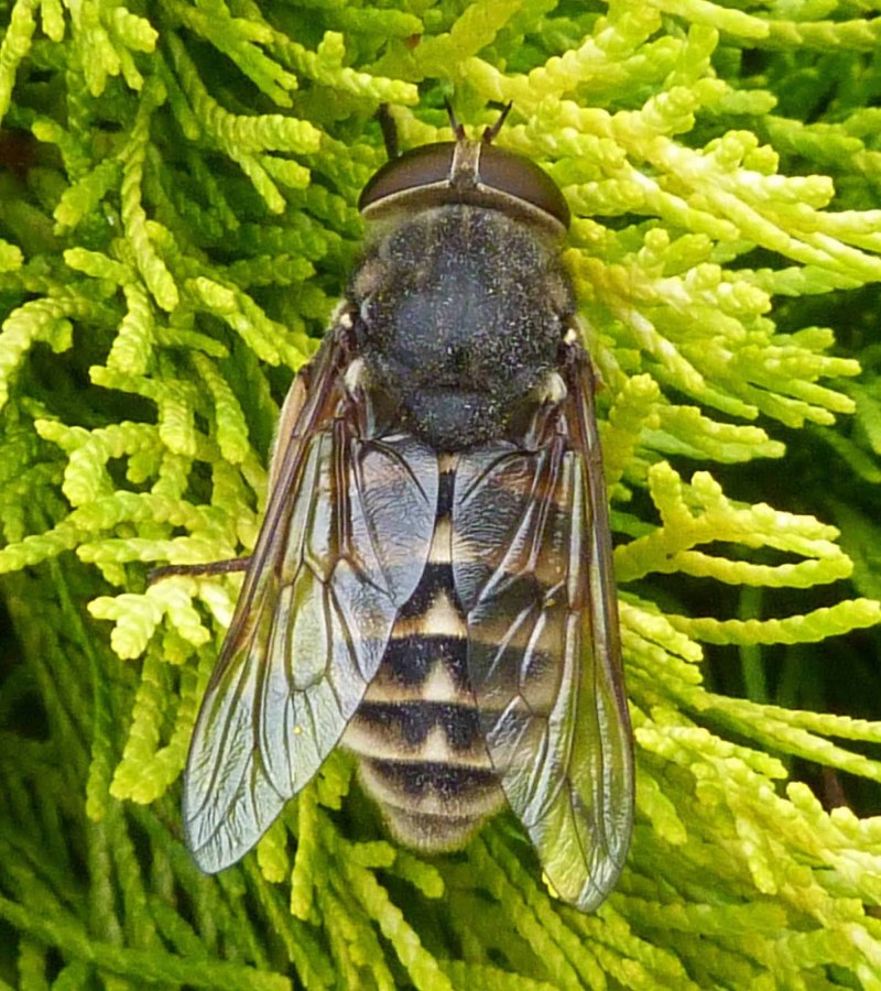 Слепень Tabanus