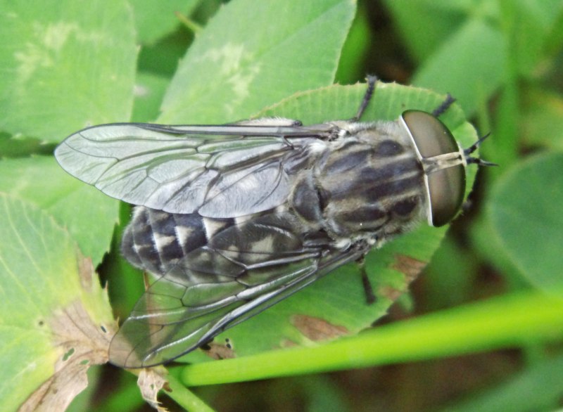 Слепень Tabanus chrysurus