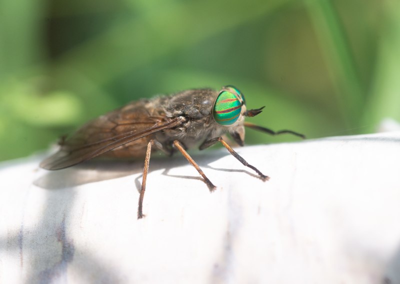 Слепень Tabanus chrysurus