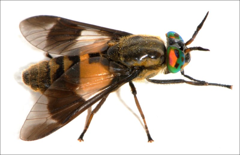 Chrysops caecutiens