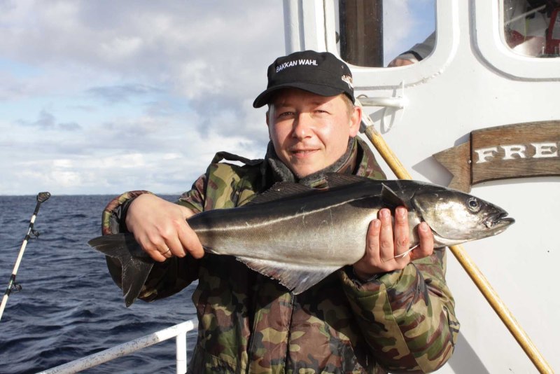Морская рыба Сайда