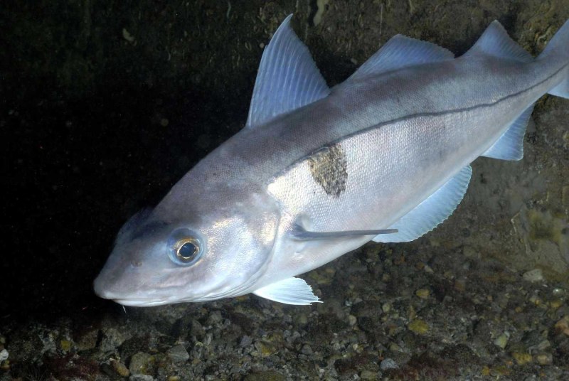 Пикша (Melanogrammus aeglefinus)