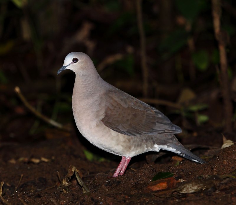 Leptotila yamaicensis