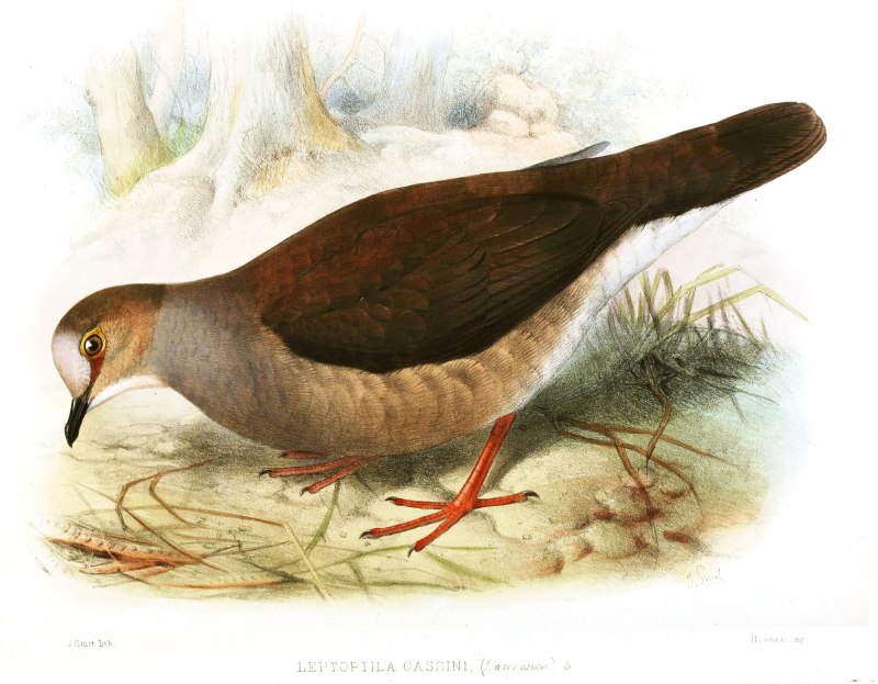 Leptotila Cassini