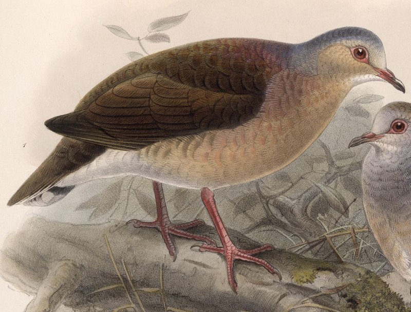 Leptotila yamaicensis