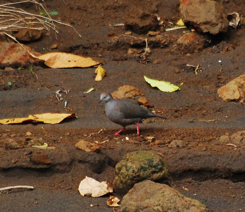 Leptotila Cassini