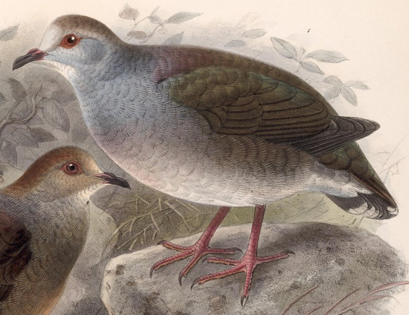 Leptotila Cassini