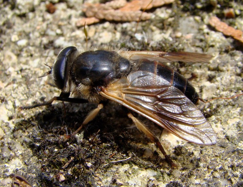 Слепень Tabanus