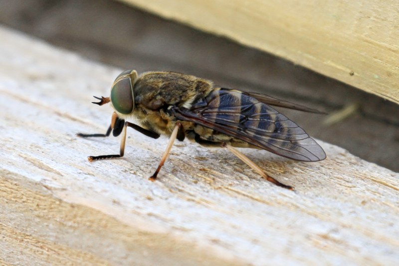 Tabanus sudeticus