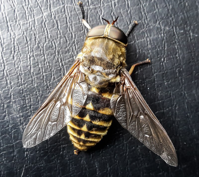 Tabanus sudeticus