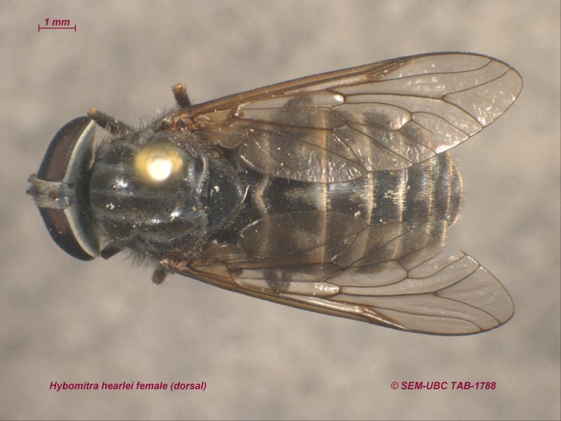 Слепень полуденный Hybomitra bimaculata