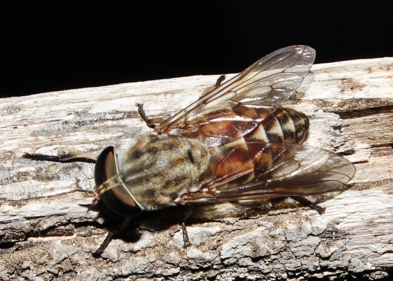 Слепень Tabanus bovinus