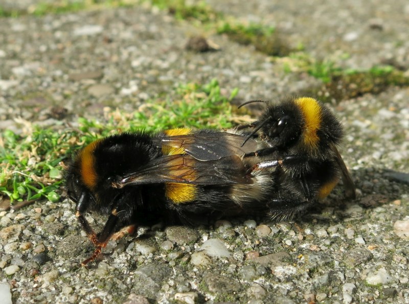 Bombus terrestris