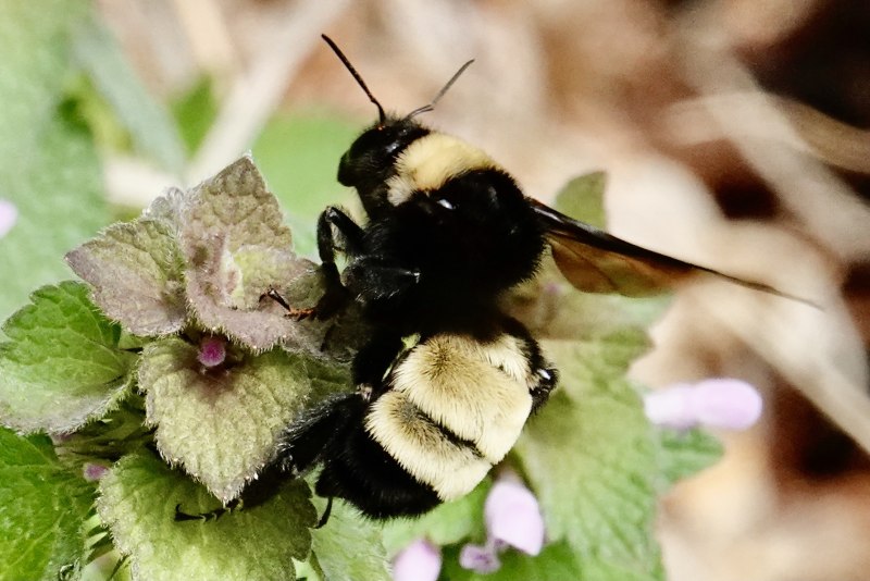 Bombus APIS