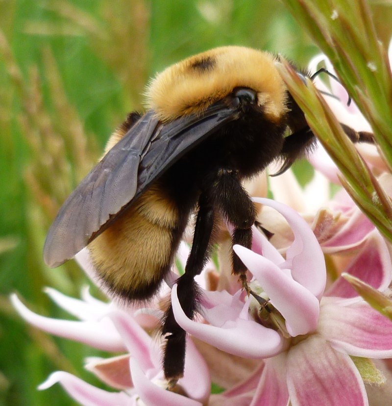 Bombus hyperboreus