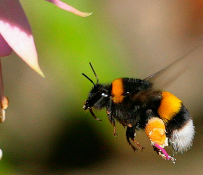 Bombus sporadicus