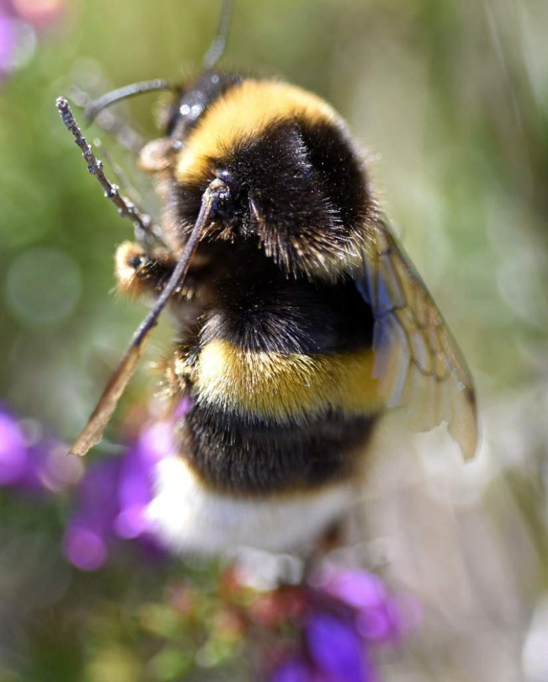 Bombus arisi