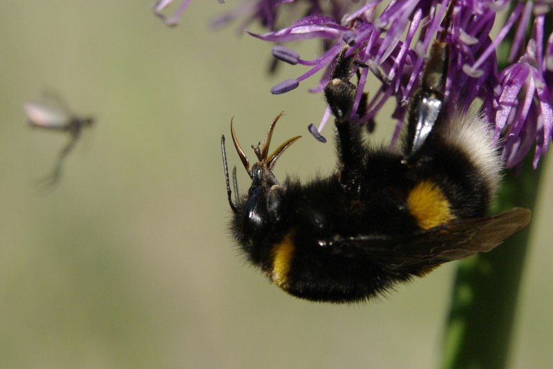 Bombus armeniacus Radoszkowski, 1877