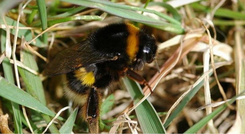 Шмель Земляной Bombus terrestris