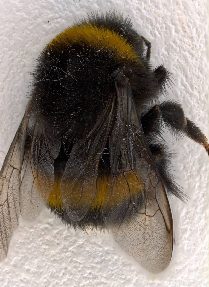 Bombus terrestris жало