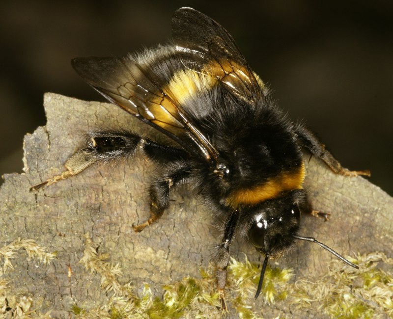 Шмель Земляной Bombus terrestris