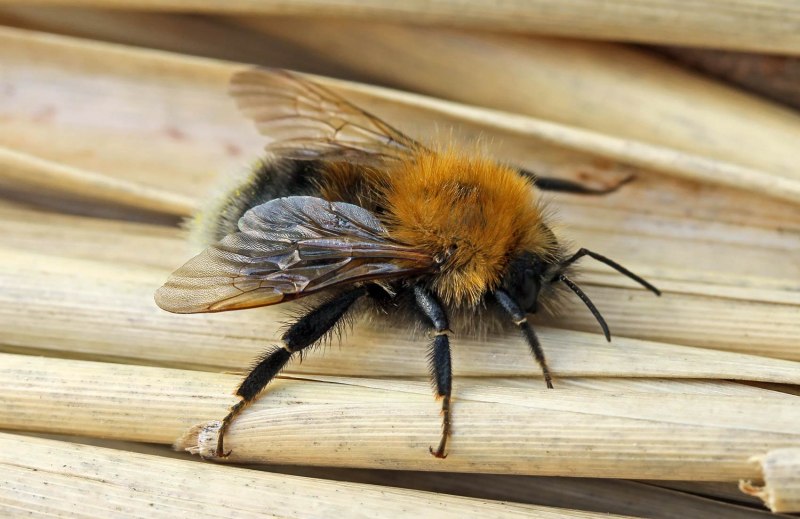 Bombus hypnorum